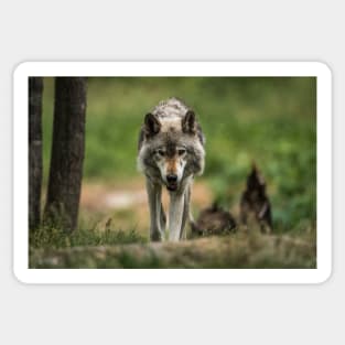 Timber Wolf Sticker